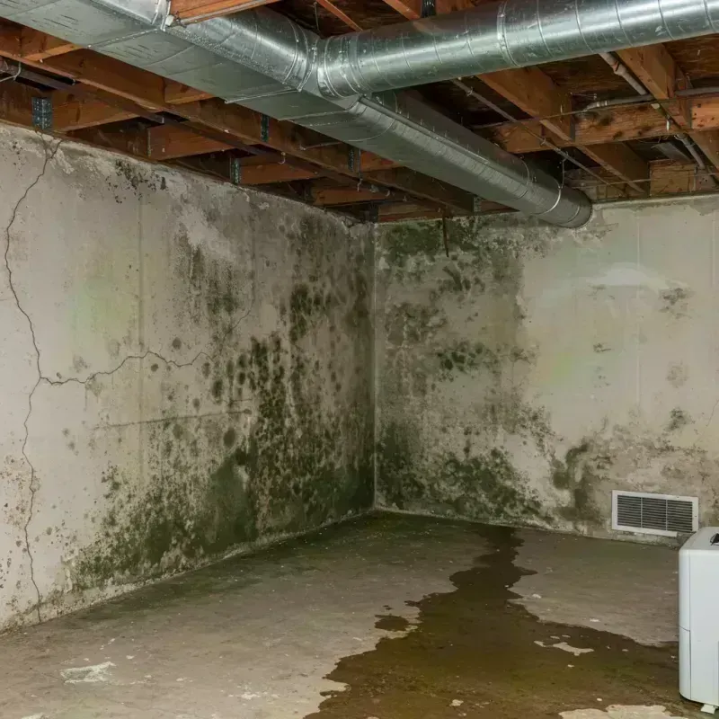 Professional Mold Removal in Sayville, NY